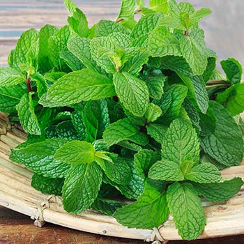 Menta
