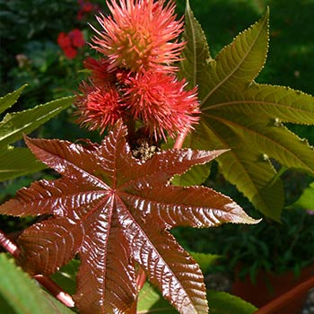Ricinus