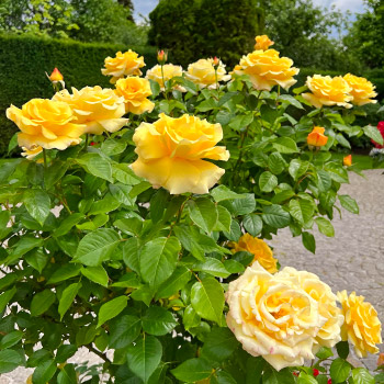 Floribunda rózsák