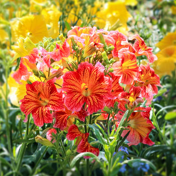 Salpiglossis