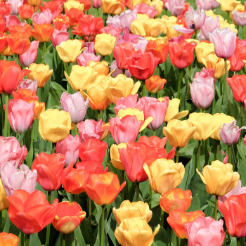 Triumph tulipánok
