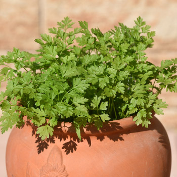 Turbolya