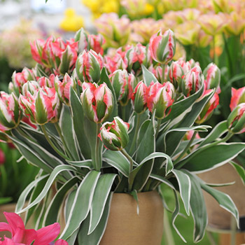 Viridiflora tulipán