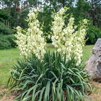 Yucca (Pálmaliliom)
