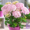 Hortenzia kerti Pink termék fotó 1 Hortenzia kerti Pink kép 1 termék 9174