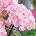 Hortenzia kerti Pink termék fotó 2 Hortenzia kerti Pink kép 2 termék 9174