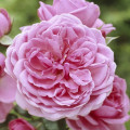 Rózsa floribunda Berleburg ®, С5 termék fotó 1 Rózsa floribunda Berleburg ®, С5 kép 1 termék 6170