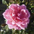 Rózsa floribunda Berleburg ®, С5 termék fotó 2 Rózsa floribunda Berleburg ®, С5 kép 2 termék 6170