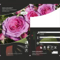 Rózsa floribunda Berleburg ®, С5 termék fotó 3 Rózsa floribunda Berleburg ®, С5 kép 3 termék 6170