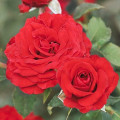 Rózsa floribunda Carmine™ Vaza ®, С3 kép 1 termék 6171