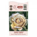 Rózsa floribunda Honey Dijon®, C5 kép 3 termék 6144