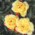 Rózsa floribunda Lampion ®, С3 kép 2 termék 6175