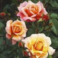 Rózsa floribunda Marie Curie ®, С3 termék fotó 1 Rózsa floribunda Marie Curie ®, С3 kép 1 termék 6176