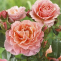 Rózsa floribunda Marie Curie ®, С3 termék fotó 2 Rózsa floribunda Marie Curie ®, С3 kép 2 termék 6176