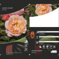 Rózsa floribunda Marie Curie ®, С3 termék fotó 3 Rózsa floribunda Marie Curie ®, С3 kép 3 termék 6176