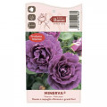 Rózsa floribunda Minerva®, C5 kép 3 termék 6145