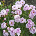 Rózsa floribunda Nautica®, C5 kép 1 termék 6150