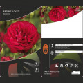Rózsa floribunda Red Meilove ®, С3 termék fotó 2 Rózsa floribunda Red Meilove ®, С3 kép 2 termék 4555