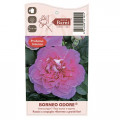 Rózsa teahibrid Borneo Odore®, C5 termék fotó 4 Rózsa teahibrid Borneo Odore®, C5 kép 4 termék 6157