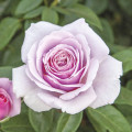 Rózsa teahibrid Pacific Blue®, C5 kép 1 termék 6161
