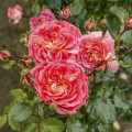 Rózsa floribunda Designer Sunset®, C3 kép 1 termék 4984
