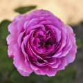 Rózsa floribunda Adore Aroma®, С3 termék fotó 1 Rózsa floribunda Adore Aroma®, С3 kép 1 termék 2065