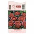 Rózsa floribunda Hot Cocoa®, C5 kép 5 termék 5509