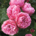 Rózsa floribunda Leonardo da Vinci®, C3 termék fotó 1 Rózsa floribunda Leonardo da Vinci®, C3 kép 1 termék 4553