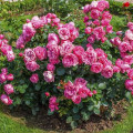 Rózsa floribunda Leonardo da Vinci®, C3 termék fotó 2 Rózsa floribunda Leonardo da Vinci®, C3 kép 2 termék 4553
