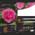 Rózsa floribunda Leonardo da Vinci®, C3 termék fotó 3 Rózsa floribunda Leonardo da Vinci®, C3 kép 3 termék 4553