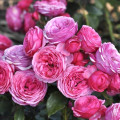 Rózsa floribunda Pink Vaza®, C3 kép 1 termék 5004
