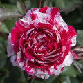 Rózsa floribunda Scentimental®, C5 kép 2 termék 5516