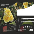Rózsa floribunda Urban ™ Fashion ®, С3 termék fotó 2 Rózsa floribunda Urban ™ Fashion ®, С3 kép 2 termék 5008