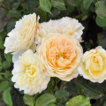 Rózsa floribunda Lemon™ Vaza ®, С5 termék fotó 1 Rózsa floribunda Lemon™ Vaza ®, С5 kép 1 termék 4989