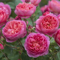 English Rose Boscobel®, C5 kép 1 termék 5498