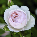 English Rose Desdemona®, C5 kép 1 termék 5500