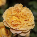 English Rose Golden Celebration®, C5 kép 1 termék 5503