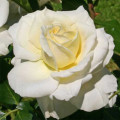 Rózsa floribunda Kronprinsesse Mary ®, С5 kép 1 termék 4970