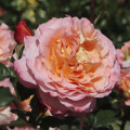 Rózsa teahibrid Augusta Luise®, C3 termék fotó 1 Rózsa teahibrid Augusta Luise®, C3 kép 1 termék 4561