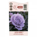 Rózsa floribunda Love Song®, C5 kép 5 termék 5545