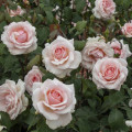 Rózsa teahibrid Roberto Cappucci®, C5 kép 3 termék 5551