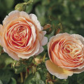 Rózsa teahibrid Tropicana®, C5 termék fotó 1 Rózsa teahibrid Tropicana®, C5 kép 1 termék 5558