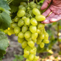 Szőlő Arkadia, Р9 kép 1 termék 7303