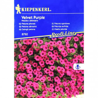 Petúnia Velvet Purple F1 Kiepenkerl kép 4
