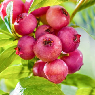 Áfonya fekete Pink Blueberry kép 1