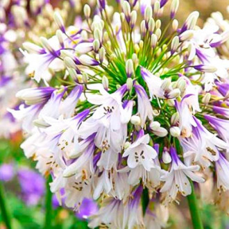 Afrikai liliom (Agapanthus) Fireworks kép 5