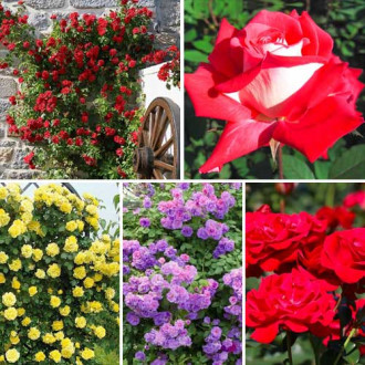 Akciós csomag! Top Garden rózsák, 5 fajtából álló készlet kép 1