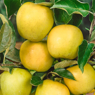 Almafa Golden Reinders, C2 kép 17