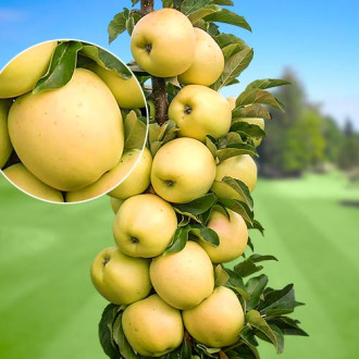 Almafa oszlopos StarGold®, C2 kép 17