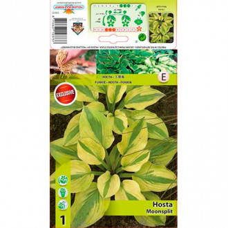 Árnyékliliom (Hosta) Moonsplit kép 4